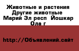 Животные и растения Другие животные. Марий Эл респ.,Йошкар-Ола г.